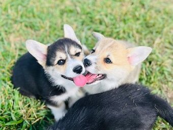 Welsh corgi pembroke s PP (FCI) - 3