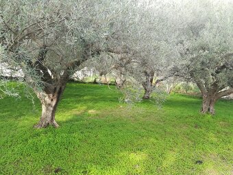 Sicílie, RD 2+1, 90 m2, poz. 1.000 m2, Montalbano Elicona - 3