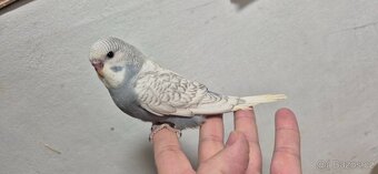 Andulky vlnkované - 3