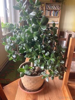 Tlustice vejčitá - 3