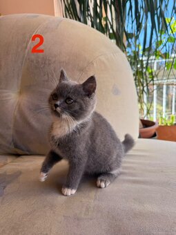 Modrá britská koťátka - 3