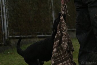 Německý ovčák s PP - štěňata k odběru - 3