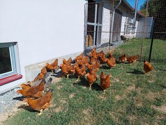 Hempšírka násadová vejce - 3