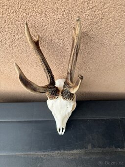 Srnci trofej parozi - 3