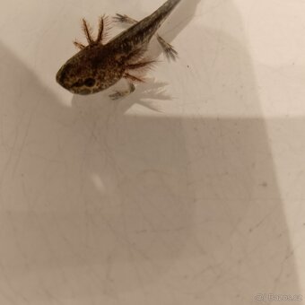 Axolotl mexický - 3