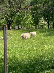 Quessanska ovce - 3