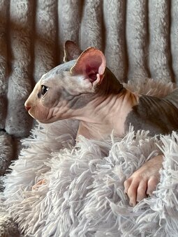 Kanadský sphynx - 3