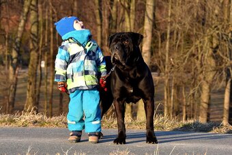 Krycí pes Cane Corso - 3