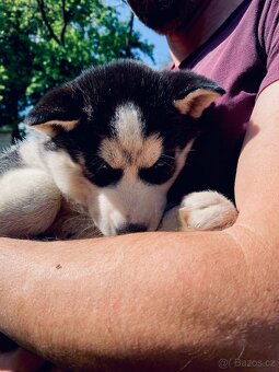 Sibiřský husky - 3
