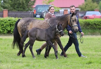 Pony ,WPBR, hříbě - 3