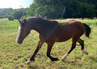 Welsh part bred roček - 3