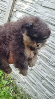 Německý špic trpasličí/Pomeranian 3 kluci - 3