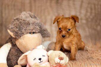 Pražský krysařík s PP - 3