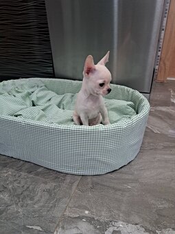 Čivava Mini pejsci - 3