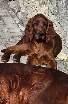 Irský setr s PP - 3