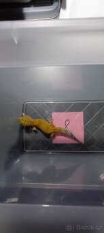 gekončík noční - 3