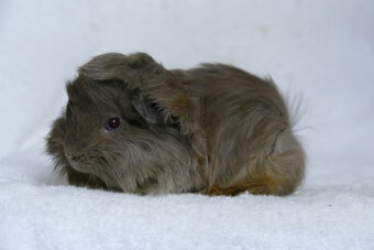 Morče peruánec - 3