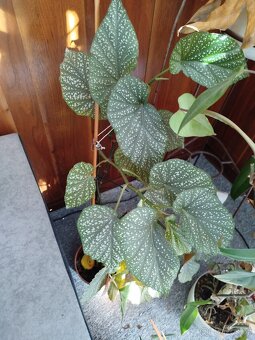 Pokojové rostliny - 3