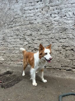 Krytí-border kolie - 3