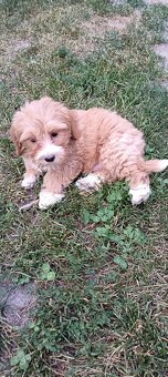 Maltipoo ,maltipo - 3