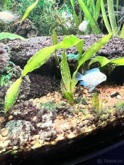 Cichlida papousci - 3