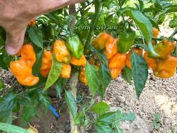 Habanero, Kajensky pepř sazenice - 3