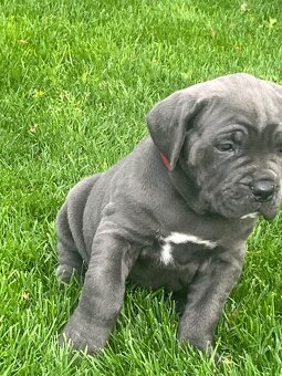 Cane Corso s PP - 3