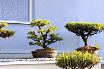 Borovice lesní (Pinus sylvestris) bonsai - 3