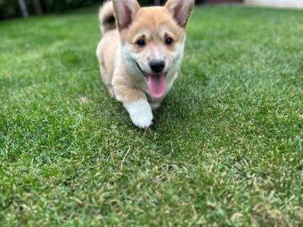 Welsh Corgi Pembroke - 3