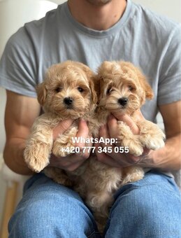 Štěňátko chlapeček Maltipoo - 3