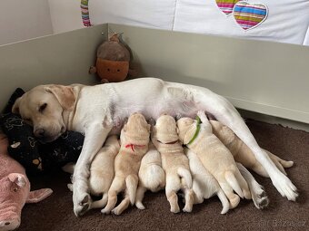 🐾 Labradorský retrívr s PP – štěňátka k odběru ihned 🐾 - 3