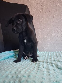 Štěňátka kříženci stardšírský bullteriér - 3