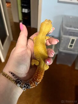 Gekončík noční Adult samec Green Tangerine - 3