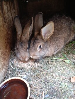 Prodám letošní mladé samice a samce na chov ov - 3