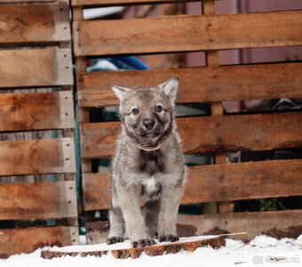 Saarloosův vlčák štěně na prodej - 3