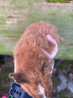 Us Teddy samička č2 - 3