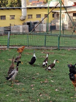 Indický běžec - 3