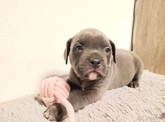 American Bully Standard - 3