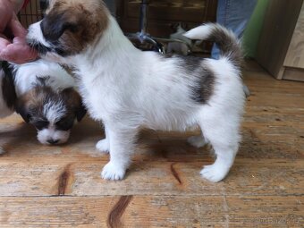 Jack russel terier s PP. - 3