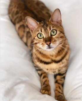 Bengálská kočička s PP - 3