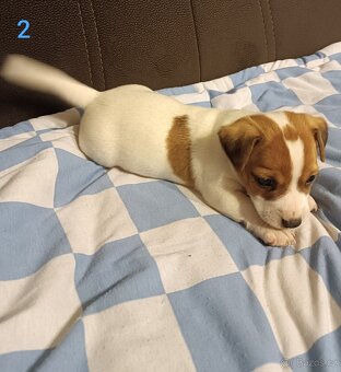 Jack Russell teriér - 3