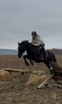 Spolehlivá klisna New Forest pony - 3
