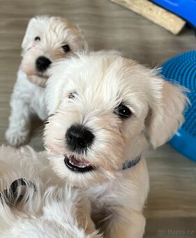 Knírač malý bílý s PP - 3