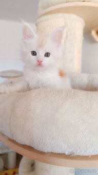 Mainská mývalí s PP - 3