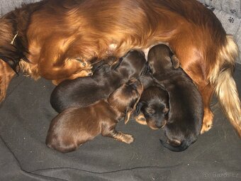 Jezevčík dlouhosrstý - 3