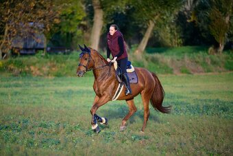 8 letá kobyla k prodeji - 3