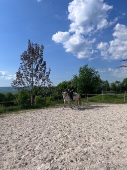 Prodám hodného valacha QH - 3