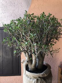 kvetina tlustice (Crassula ovata) - 3