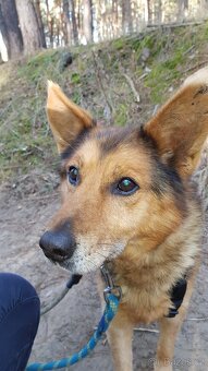 MAXÍČEK K ADOPCI - zlatíčko hledá svoji spřízněnou duši - 3