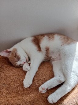 kočičky 1,5 roku staré sestřičky - 3